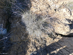 Schoenus nigricans