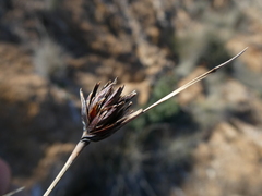 Schoenus nigricans