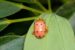 Podontia quatuordecimpunctata