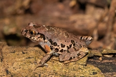 Leptobrachella ventripunctata
