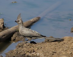 Corythaixoides concolor bechuanae