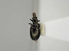 Salpingus viridiaeneus