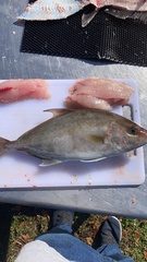 Seriola rivoliana