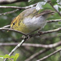 Phylloscopus ruficapilla