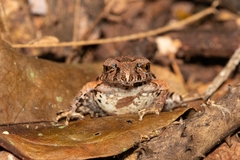 Leptobrachella ventripunctata