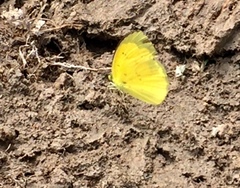 Eurema hecabe hecabe