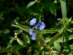 Commelina forskaolii