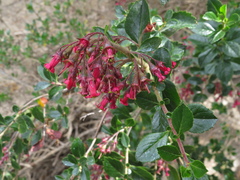 Escallonia rubra