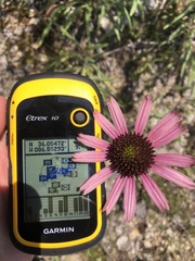 Echinacea tennesseensis