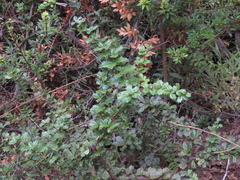 Berberis darwinii