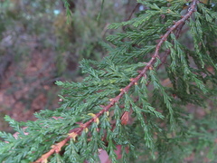 Austrocedrus chilensis