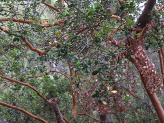 Luma apiculata