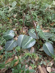 Peperomia maculosa