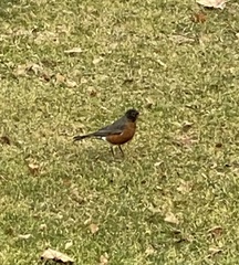 Turdus migratorius