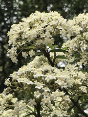 Viburnum obovatum