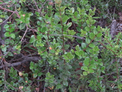 Luma apiculata
