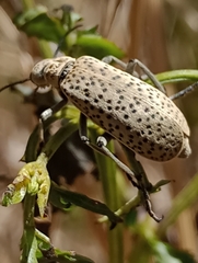 Epicauta atomaria