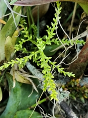 Catopsis sessiliflora