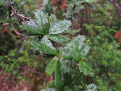Berberis darwinii