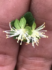 Neviusia alabamensis