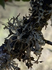 Ramalina