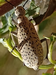 Epicauta atomaria