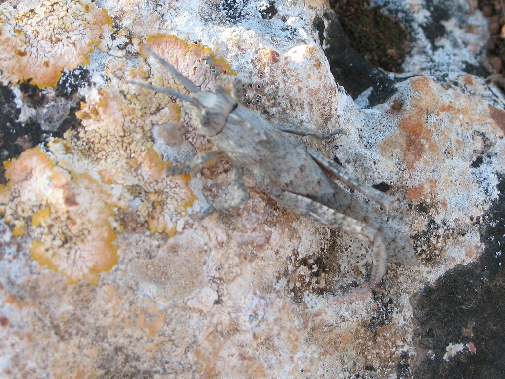 Paracinipe orientalis