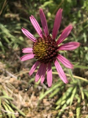 Echinacea tennesseensis