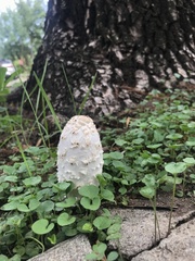 Coprinus comatus
