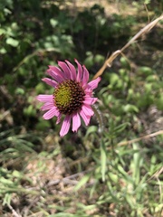 Echinacea tennesseensis