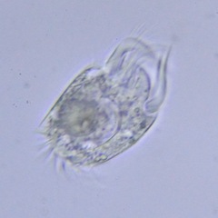 Ciliophora