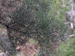 Colletia hystrix