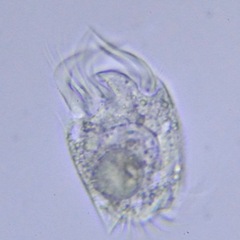 Ciliophora