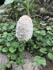 Coprinus comatus