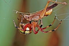Araneus guttatus