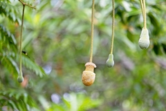 Parkia speciosa