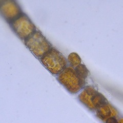 Bacillariophyceae