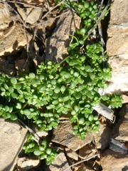 Valantia muralis