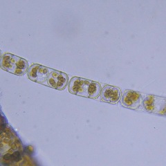 Bacillariophyceae