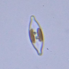Bacillariophyceae