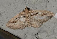 Costaconvexa polygrammata