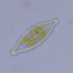 Bacillariophyceae