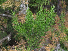 Colletia hystrix
