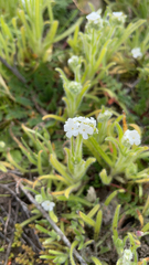 Cryptantha intermedia