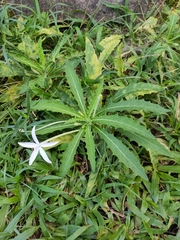 Hippobroma longiflora