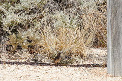 Calamanthus campestris