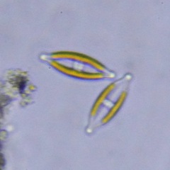 Bacillariophyceae