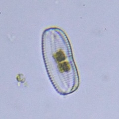 Bacillariophyceae