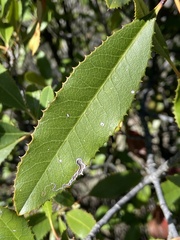 Stigmella heteromelis