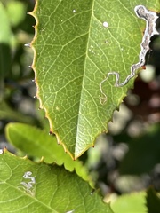 Stigmella heteromelis